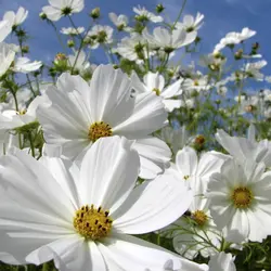 Cosmos - Albatross (Bulk Seed)