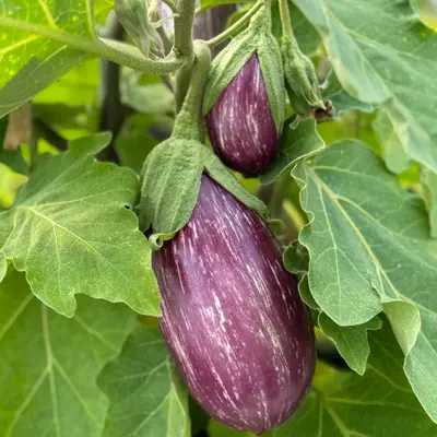 Eggplant - Graffiti (Seed)