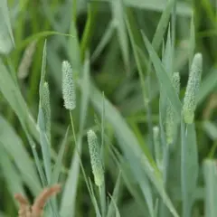 Triple Mix with Clover