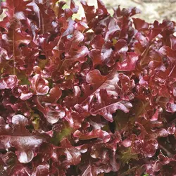 Lettuce - Red Salad Bowl (Bulk Seed)