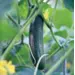Heritage Packet: Cucumber - Straight Eight (Seed)