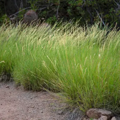 Sideoats Grama (Seed)