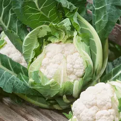 Cauliflower - Candid Charm (Bulk Seed)