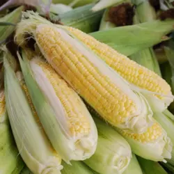 Corn - Bodacious (Bulk SE Seed)