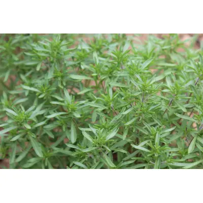 Herb - Summer Savoury (Seed)