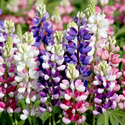 Lupin - Avalune Mix (Seed)