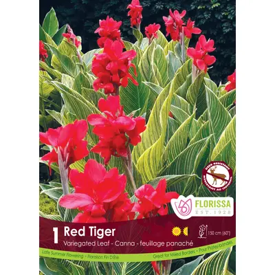 Canna Lily - 'Red Tiger' 1/pkg