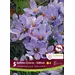 Fall Flowering Saffron Crocus - 'Sativus' 5/pkg