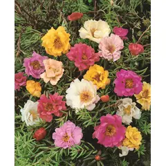Portulaca - Double Mix (Bulk Seed)