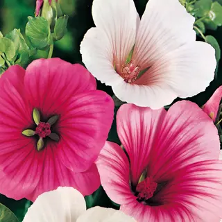 Malope - Strawberries & Cream Mix (Seed)