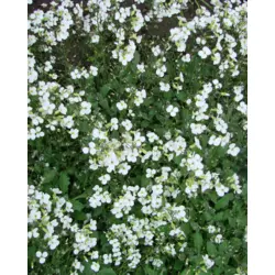 Cerastrium - Snow in Summer (Bulk Seed)