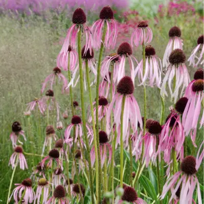 Pale Purple Coneflower (Seed)