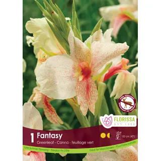 Canna Lily  - 'Fantasy' 1/pkg