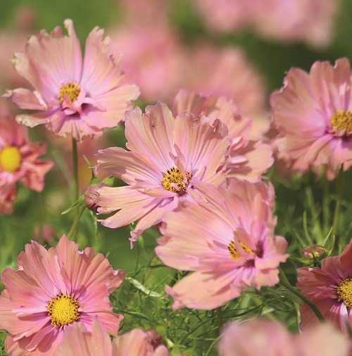 Halifax Seed Company Home