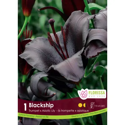 Lily - 'Blackship' 1/pkg