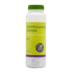Biobest Cryptolaemus System