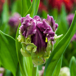 Tulip Flowers