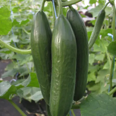 Cucumber - Emilie (Seed)