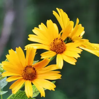 Perennial Sunflower