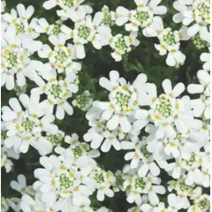 Iberis - Perennial Candytuft (Bulk Seed)