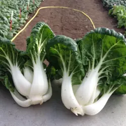 Pak Choi - Shiro (Bulk Seed)