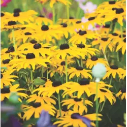 Black Eyed Susan - Goldsturm (Bulk Seed)