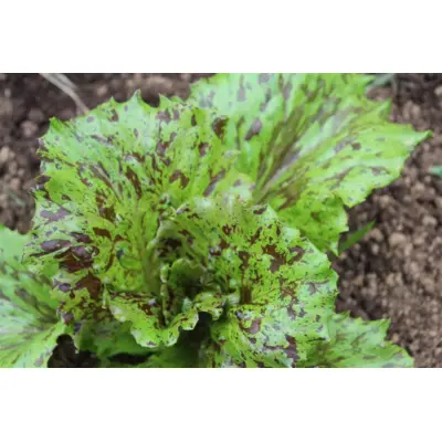Lettuce - Jester (Seed)
