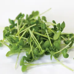 Microgreens - Green Wave Mustard (Bulk Seed)