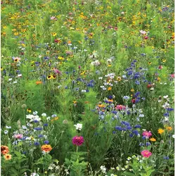 Eastern Canadian Wildflower Mix (Bulk Seed)