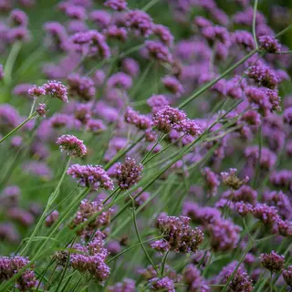 Verbena - Bonariensis (Seed)