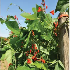 Bean - Scarlet Runner (Bulk Seed)