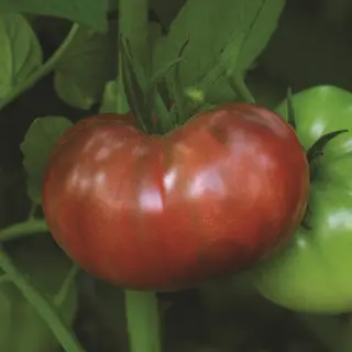 Tomato - Cherokee Carbon (Seed)