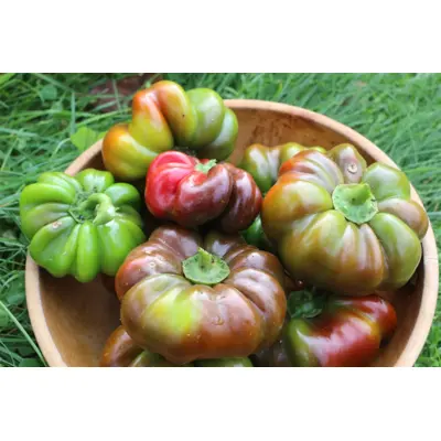 Sweet Pepper - Round of Hungary (Seed)