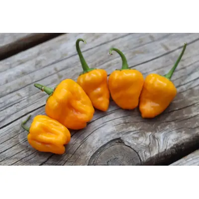 Hot Pepper - Yellow Hinklehatz (Seed)