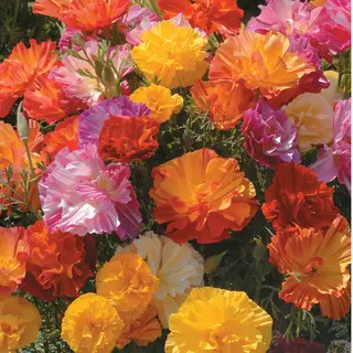 California Poppy - XL Jelly Beans (Seed)