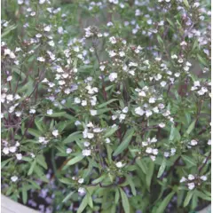 Herb - Summer Savoury (Bulk Seed)