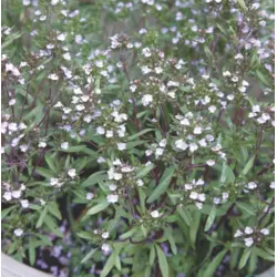 Herb - Summer Savoury (Bulk Seed)