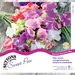 Sweet Pea - Distant Horizon (Seed)