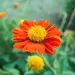 Tithonia - Orange Sunshine (Seed)