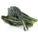 KALE LACINATO OG | 24 CT