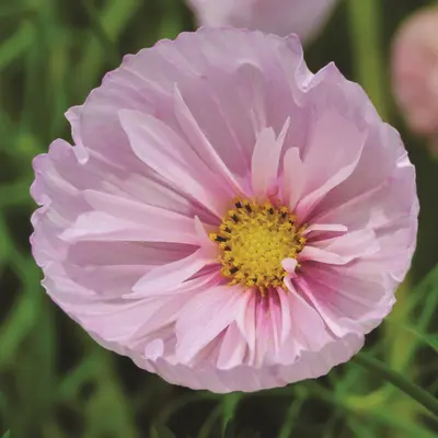 Cosmos - Cupcakes Blush