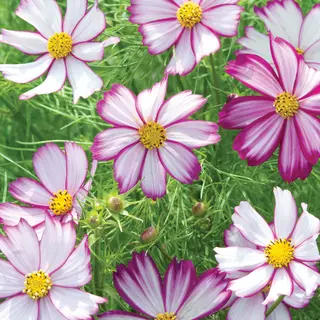 Cosmos - Tip Top Picotee (Seed)