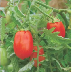 Tomato - Roma VF (Bulk Seed)