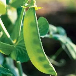 Pea - Oregon Giant Snow (Bulk Seed)