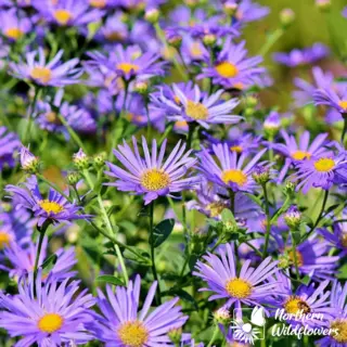 New England Aster (Seed)