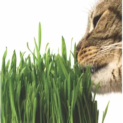 Cat Grass (Bulk Seed)