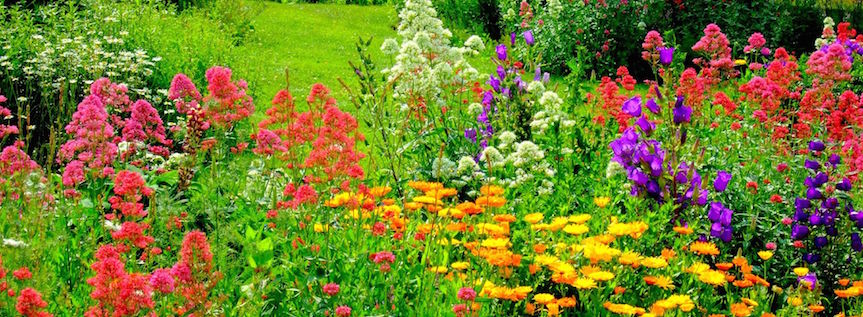 A healthy garden is a happy garden