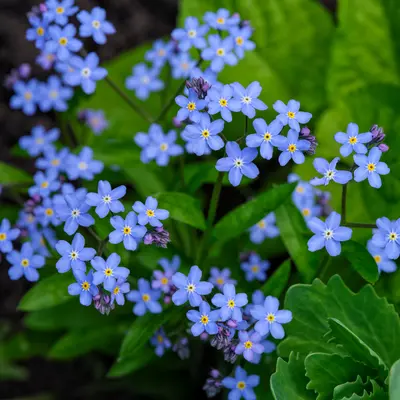 Forget-Me-Not - Spring Symphony Blue (Seed)