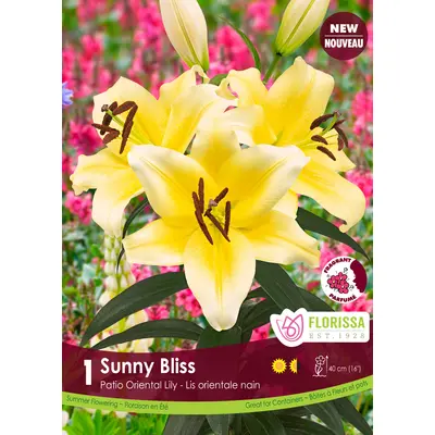 Lily - 'Sunny Bliss' 1/pkg
