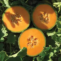 Cantaloupe - Lilliput (Bulk Seed)